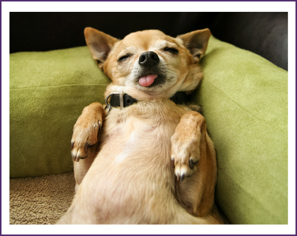 dog tired 4