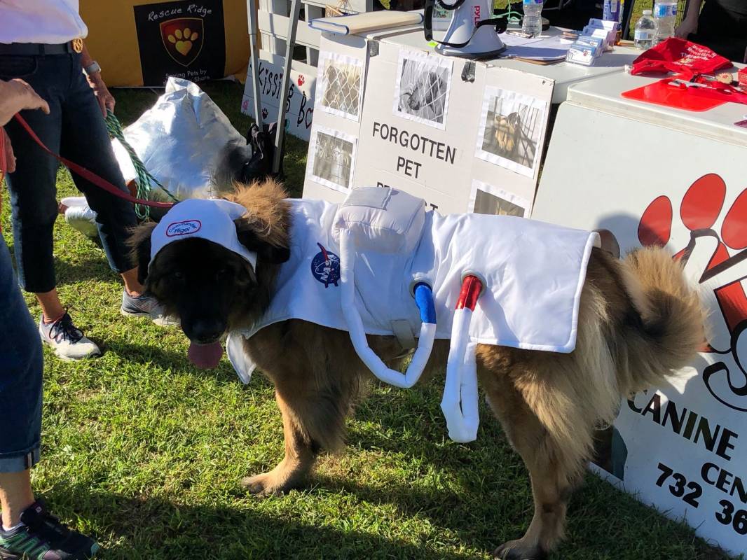 New Jersey Dog Highland Kennel, Best Dog Boarding in New Jersey